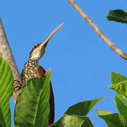 Long-billed Woodcreeper