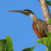 Long-billed Woodcreeper