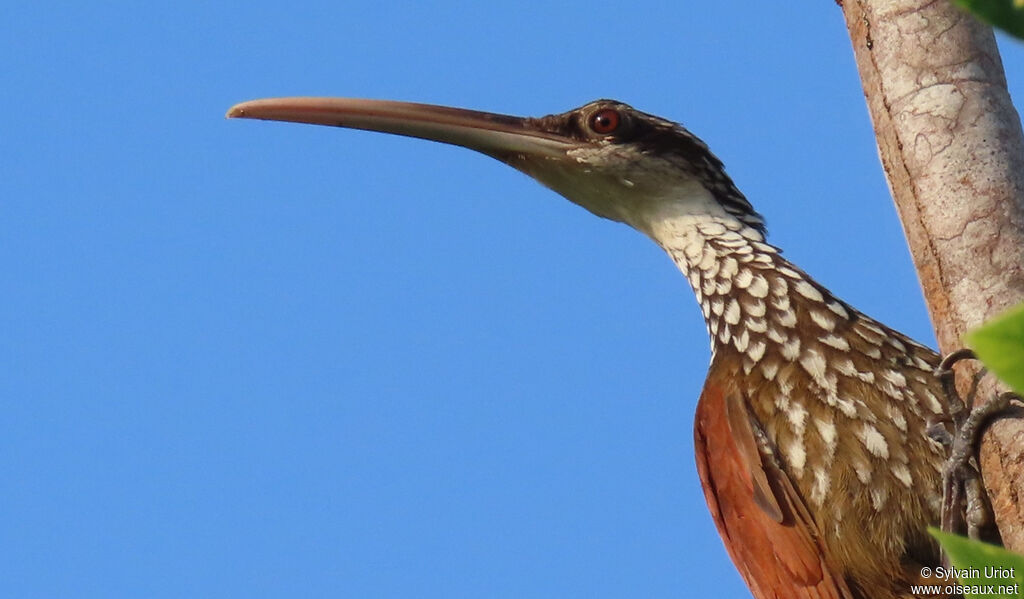 Long-billed Woodcreeperadult