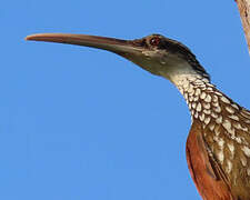 Long-billed Woodcreeper