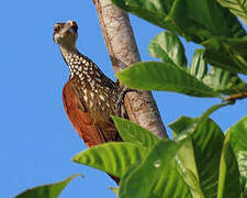 Long-billed Woodcreeper