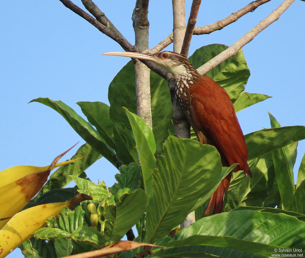 Long-billed Woodcreeperadult