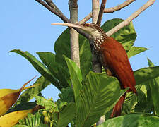 Long-billed Woodcreeper