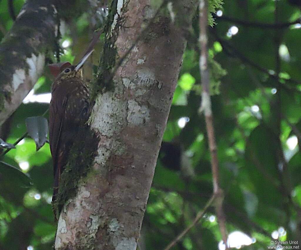 Spotted Woodcreeper