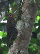 Spotted Woodcreeper