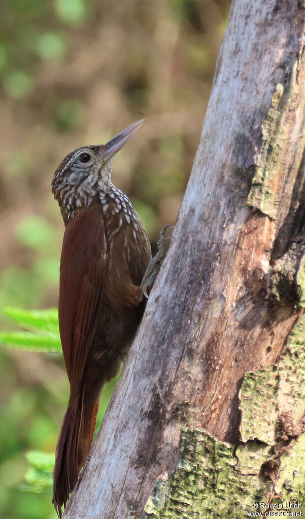 Straight-billed Woodcreeperadult