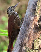 Straight-billed Woodcreeper