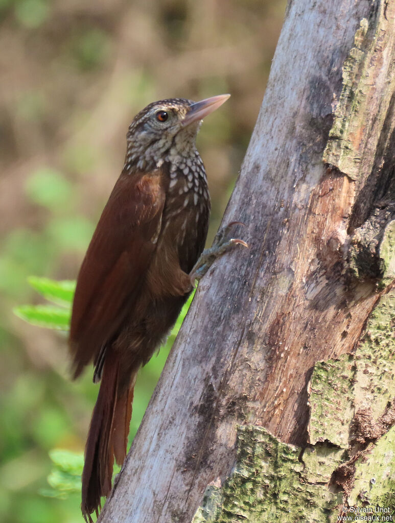 Straight-billed Woodcreeperadult