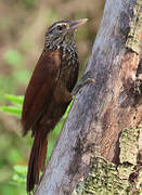 Straight-billed Woodcreeper