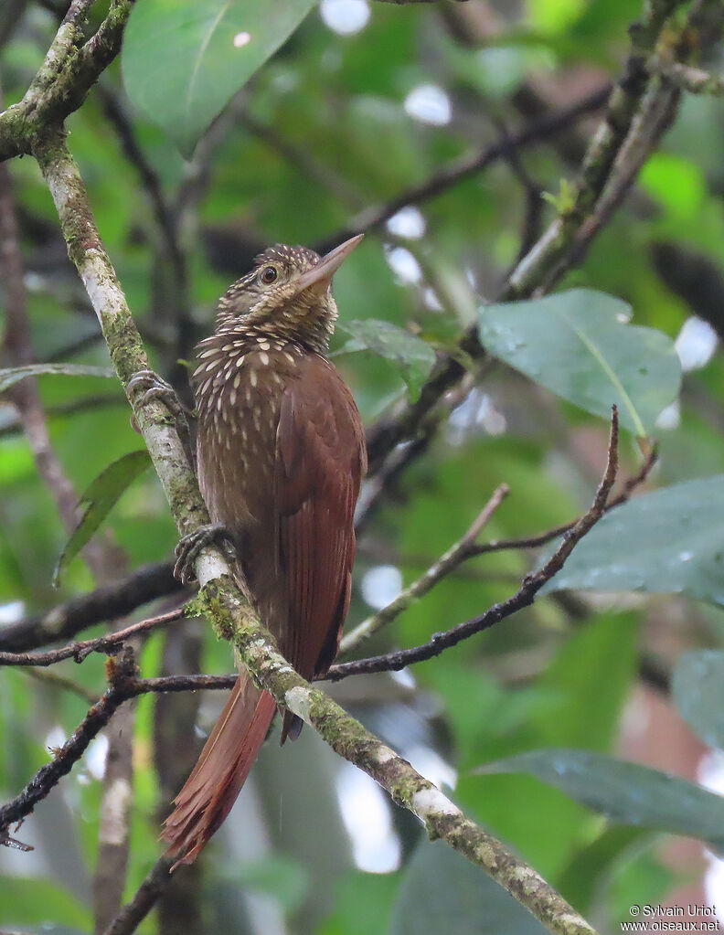 Straight-billed Woodcreeperadult