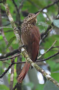 Straight-billed Woodcreeper