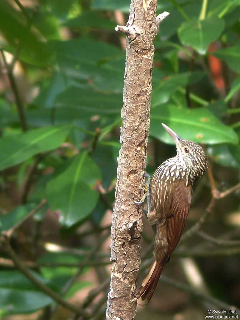 Straight-billed Woodcreeperadult