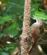 Straight-billed Woodcreeper