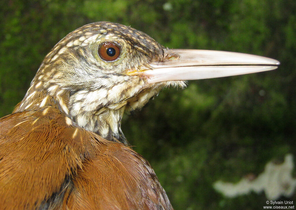 Straight-billed Woodcreeperadult