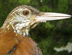 Straight-billed Woodcreeper