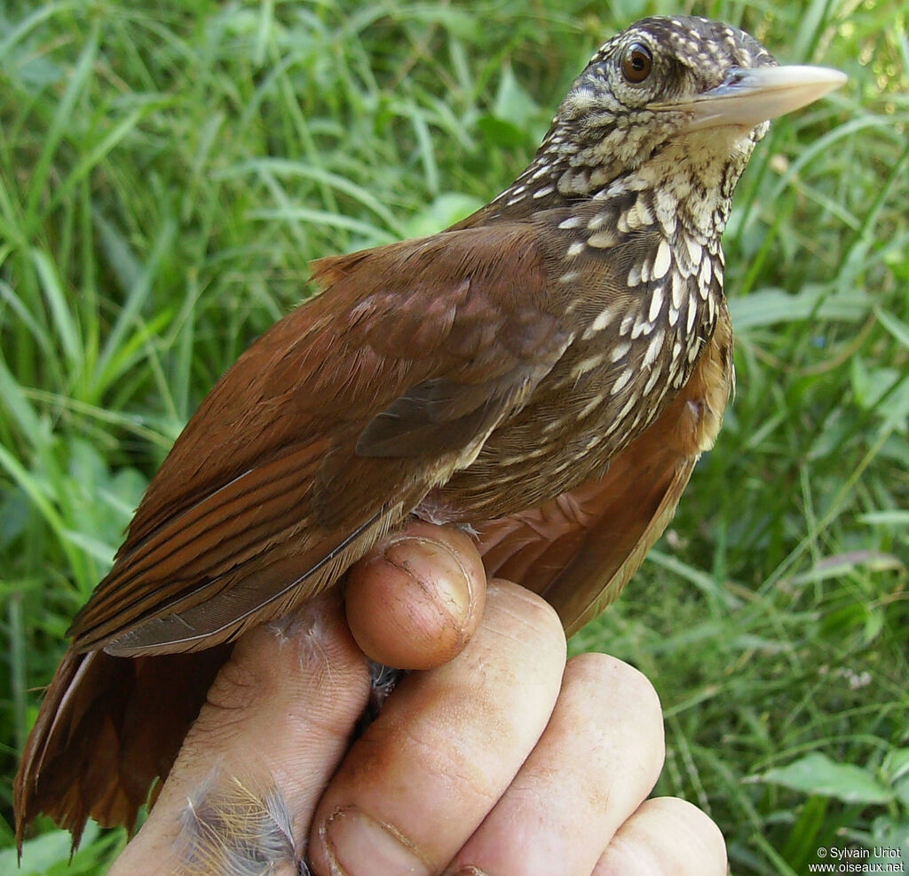 Straight-billed Woodcreeper