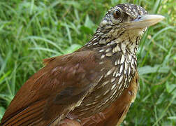 Straight-billed Woodcreeper