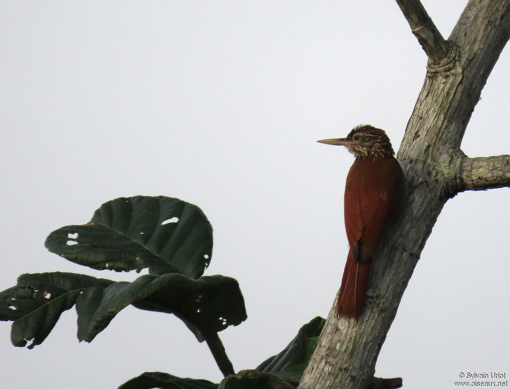 Straight-billed Woodcreeperadult