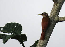 Straight-billed Woodcreeper