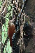 Straight-billed Woodcreeper