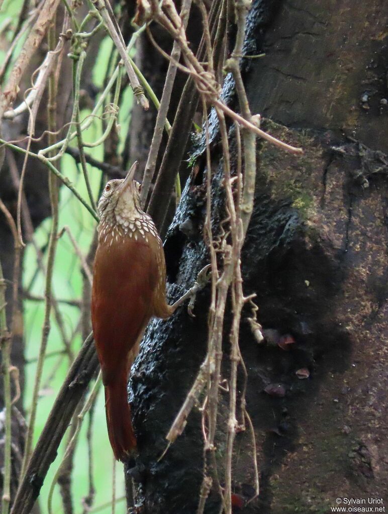 Straight-billed Woodcreeperadult