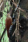 Straight-billed Woodcreeper