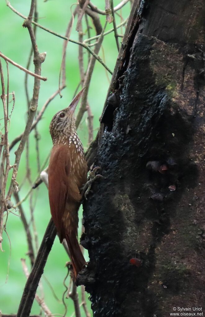 Straight-billed Woodcreeperadult