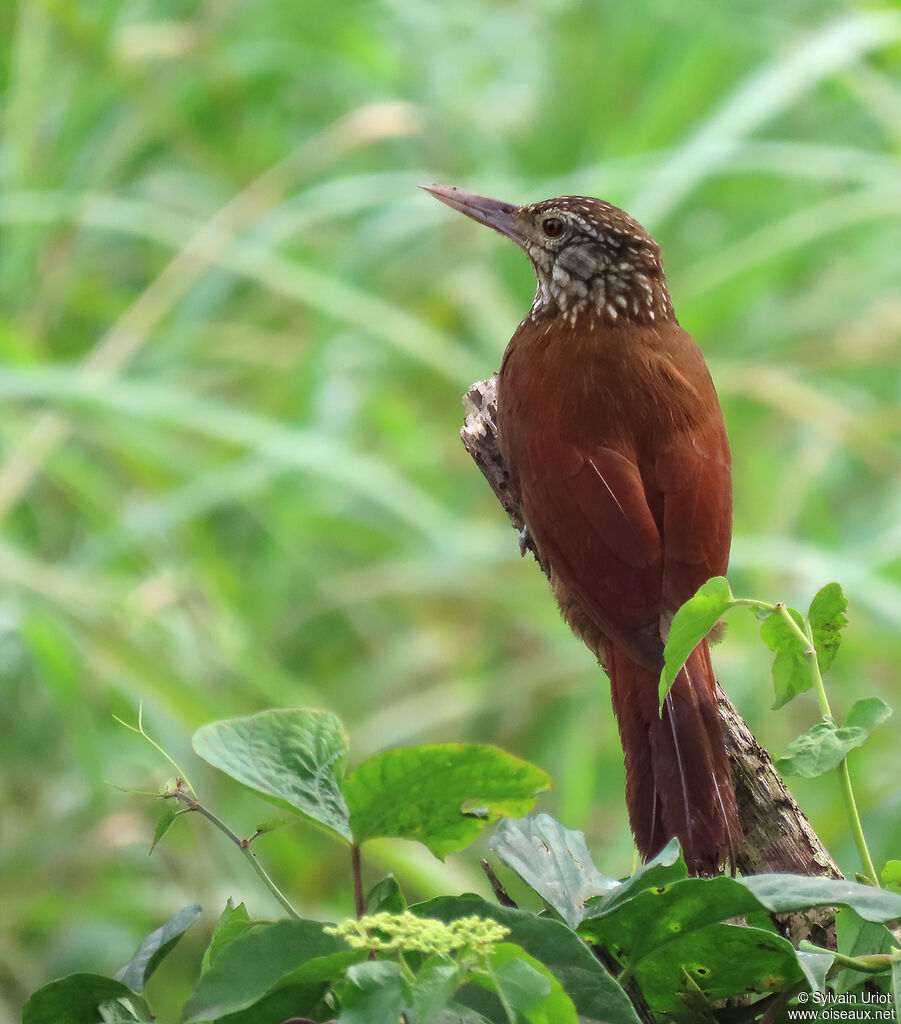 Straight-billed Woodcreeperadult