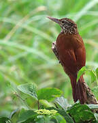 Straight-billed Woodcreeper