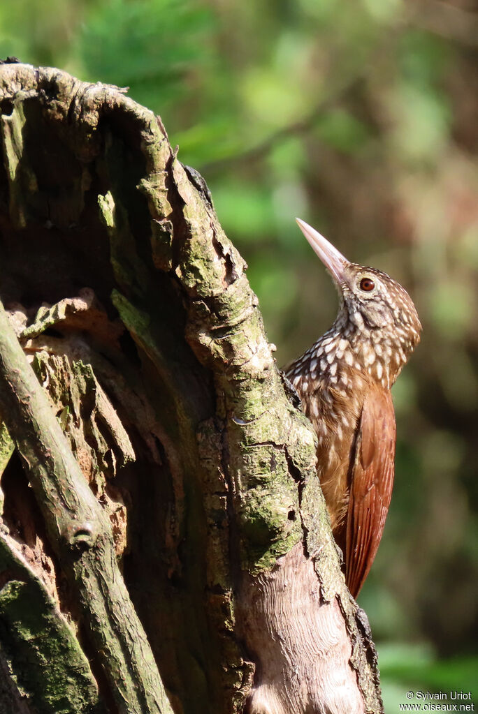 Straight-billed Woodcreeperadult