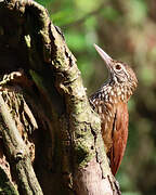 Straight-billed Woodcreeper