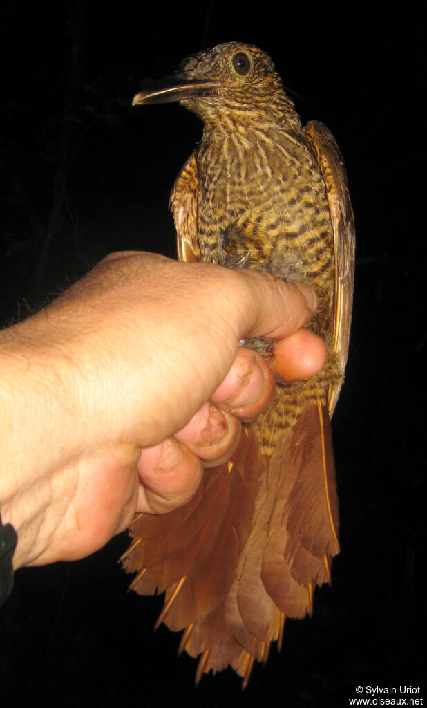 Black-banded Woodcreeper