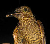 Black-banded Woodcreeper