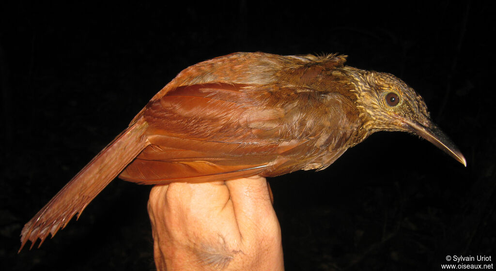 Black-banded Woodcreeper