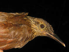 Black-banded Woodcreeper