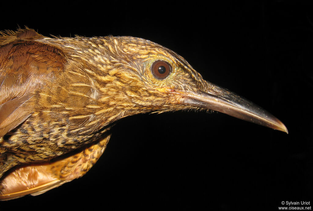 Black-banded Woodcreeper