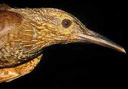 Black-banded Woodcreeper