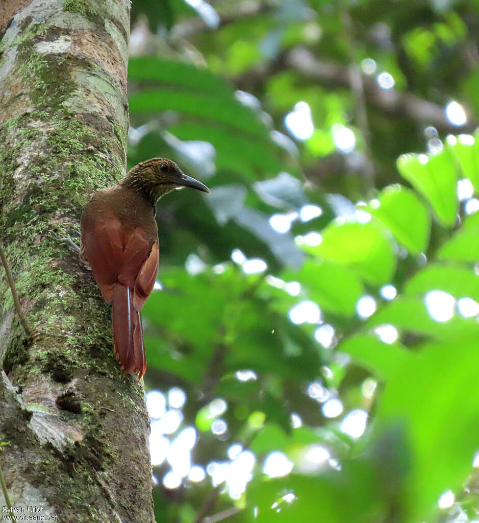 Black-banded Woodcreeperadult, pigmentation, Behaviour