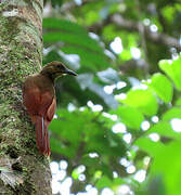 Black-banded Woodcreeper