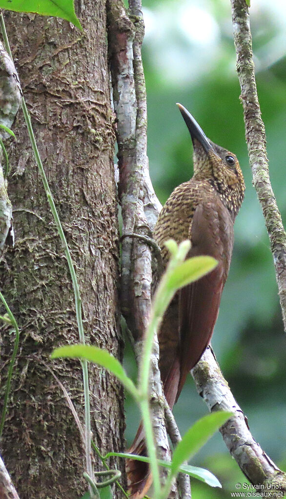 Black-banded Woodcreeper