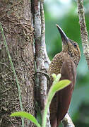 Black-banded Woodcreeper