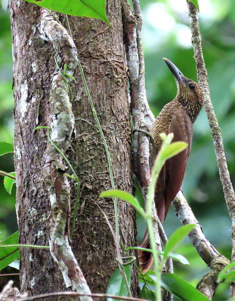 Black-banded Woodcreeper, habitat, camouflage