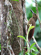 Black-banded Woodcreeper