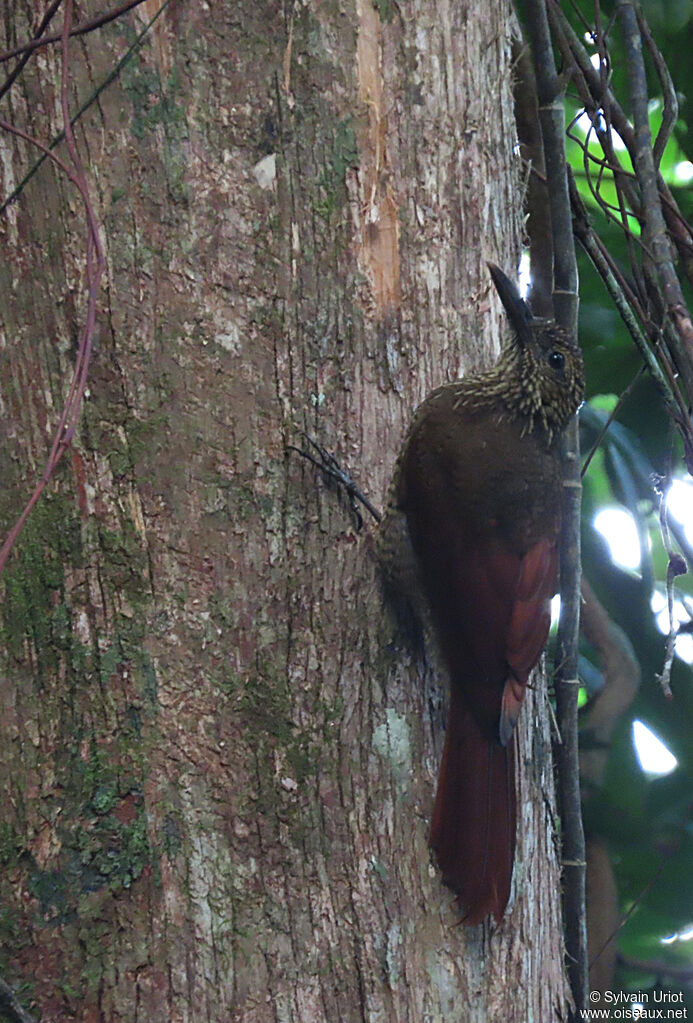 Black-banded Woodcreeperadult