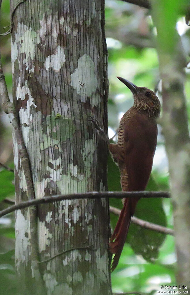 Black-banded Woodcreeperadult