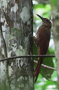 Black-banded Woodcreeper