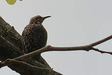 Grimpereau de Salvador