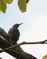 Grimpereau de Salvador