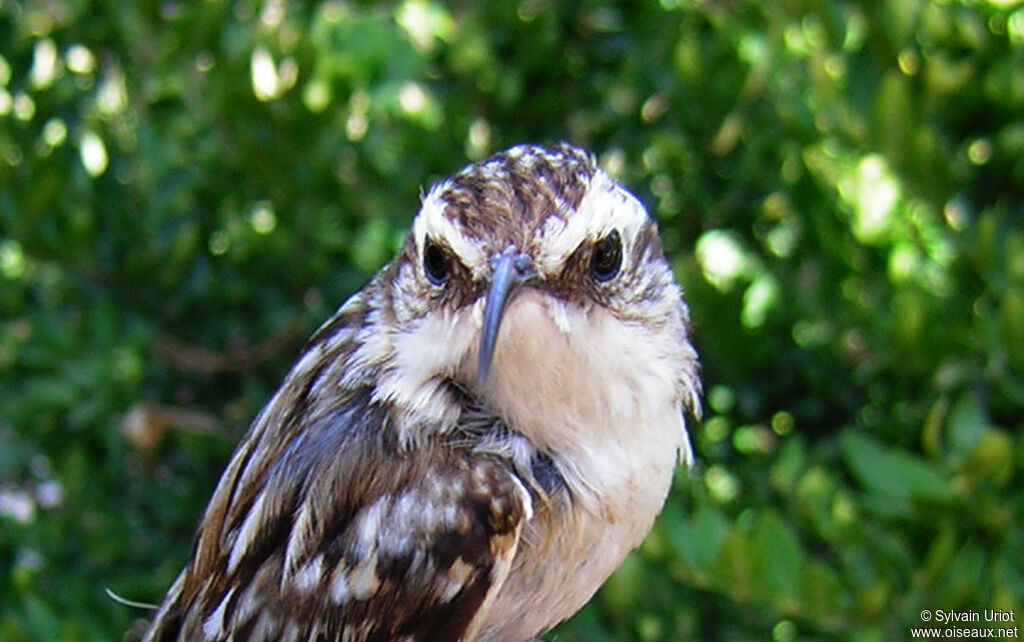 Short-toed Treecreeperadult, close-up portrait