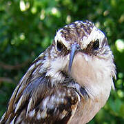 Short-toed Treecreeper